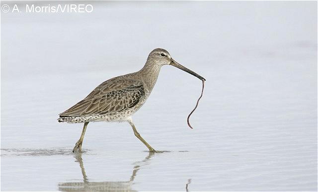 Short-billed Dowitcher m17-68-412.jpg